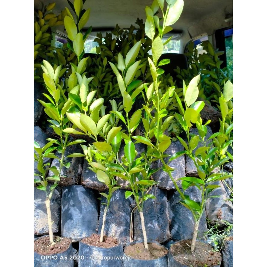 

BibitTanaman Jeruk Kasturi/Golden Lime - Si kecil Penurun Berat Badan