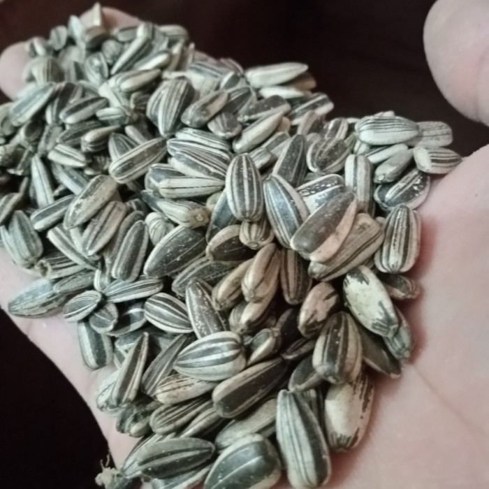 

BIJI KUACI KWACI HITAM 25 kg SUN SEED BUNGA MATAHARI PAKAN GRAB/GOJEK