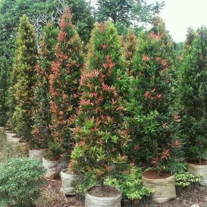 [Promo] Pohon Pucuk Merah Tinggi 1,5 M