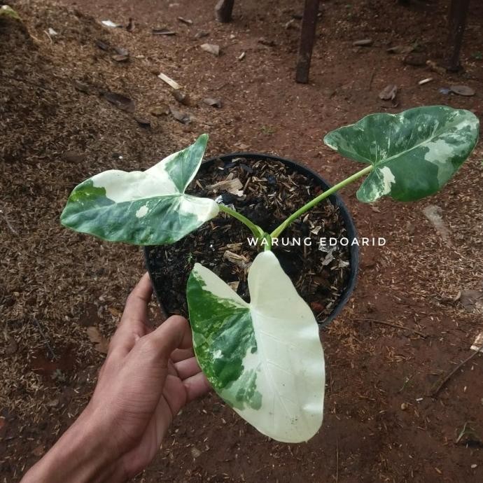 [Ready] Tanaman Hias Keladi Varigata- Alocasia Varigata-Sente Varigata