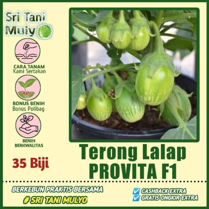 35 Biji - Benih Terong Lalap Hijau PROVITA F1 CAP PANAH MERAH - Bibit
