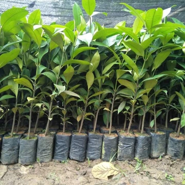 Bibit Manggis Putih Varietas Baru
