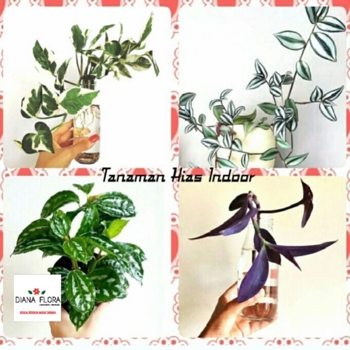 Paket Hemat Tanaman Estetika Media Air Hias Tanaman Hias Indoor Air