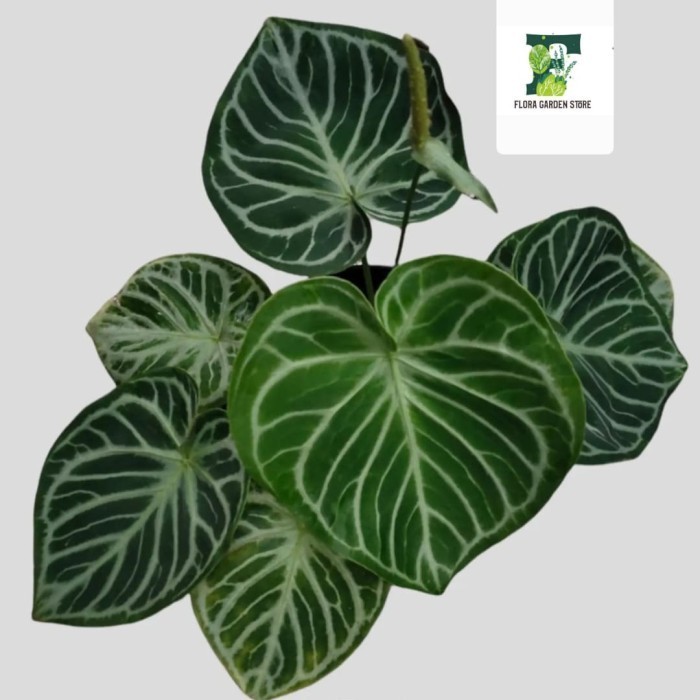 Tanaman Hias Anthurium Dorayaki Mangkok - Kuping Gajah Dorayaki