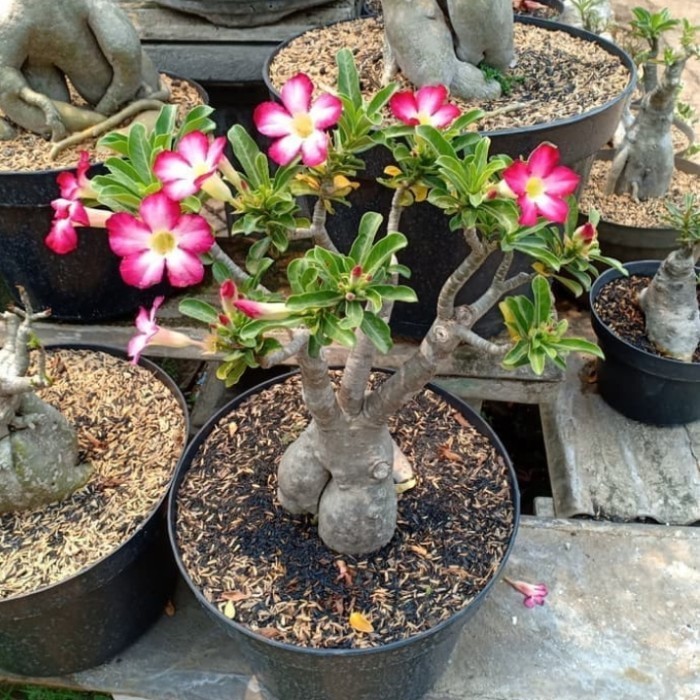 Tanaman Hias Bonsai Adenium/Kamboja Adenium/Bonsai