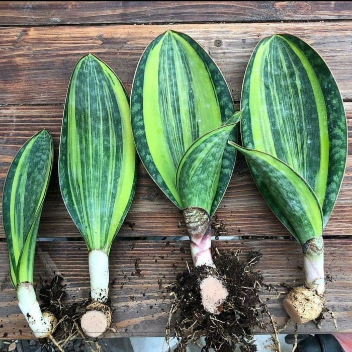 Sansevieria Masonia