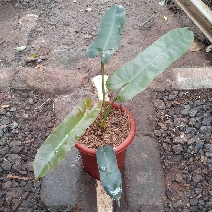 Philodendron Atabapoense X Billietiae