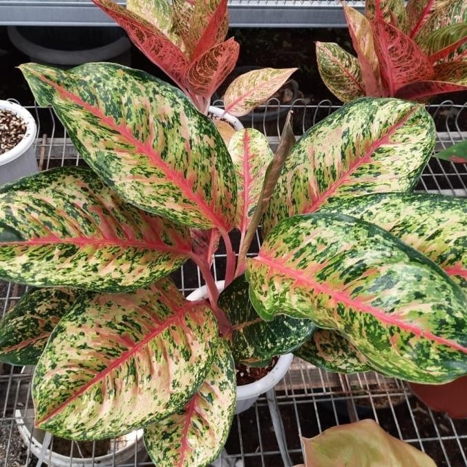 [Cod] Aglaonema Sweet Dream