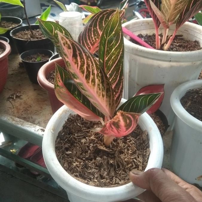 [Promo] Tanaman Hias Aglonema Red Sumatra Remaja