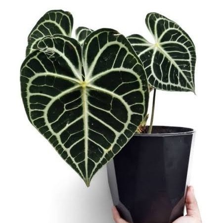 Tanaman Hias Anthurium Black Tarantula - Kuping Gajah Tarantula