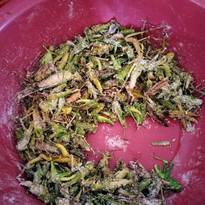 

belalang goreng satu toples di jamin murah MS54