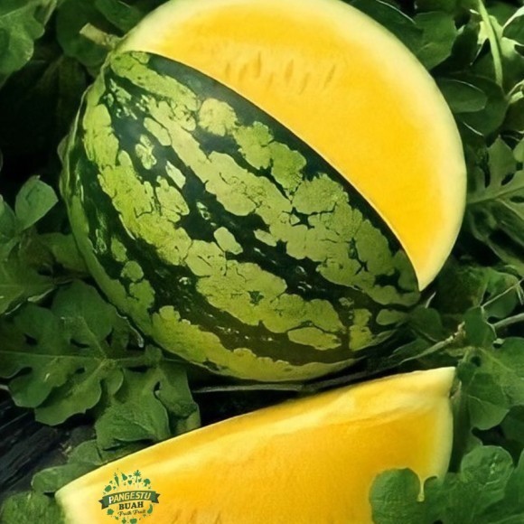 SALE EXTRA PREMIUM - 6 BIJI BENIH BIBIT SEMANGKA NON BIJI KUNING F1