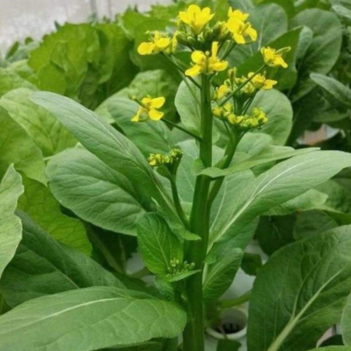 SALE KLIP - 100 BIJI BENIH BIBIT SAWI CAISIM HONGKONG UNGGUL