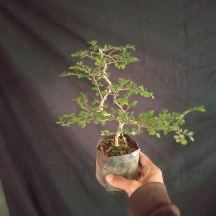 SALE bonsai ulmus mikro(super mikro.)bahan bonsai