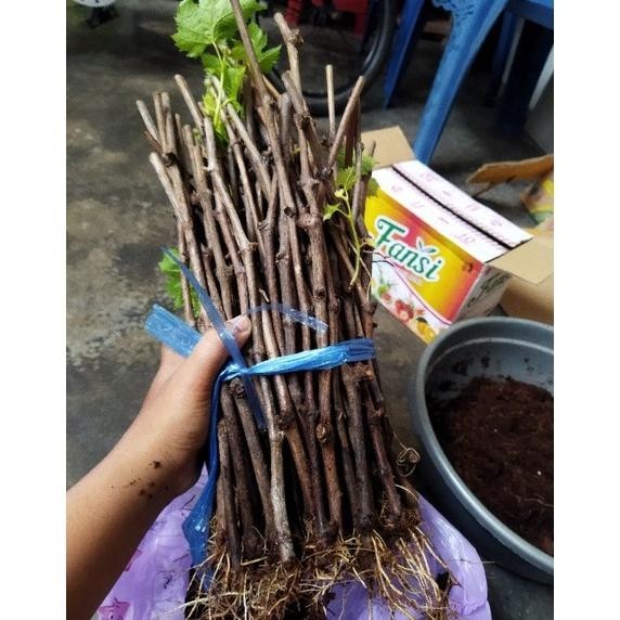 cutting anggur alfonso sudah berakar