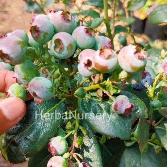 RESTOCK BIBIT POHON BLUEBERRY - POHON BUAH BLUEBERRY - BERBUAH S a TOS
