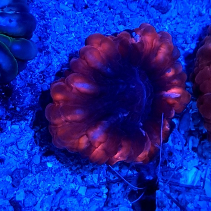 

Cynarina merah