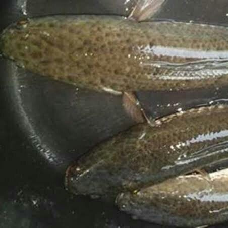 

Gabus Hidup Grade A 1 Kilogram