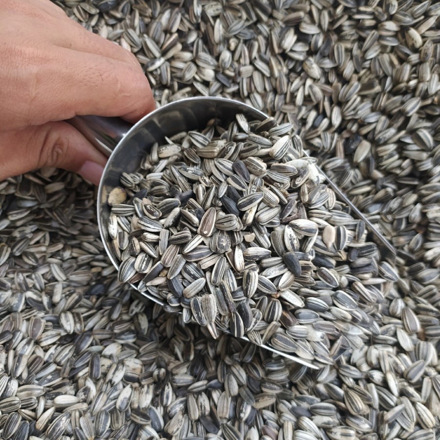 

Camilan Kuaci Gurih Premium Rasa Original