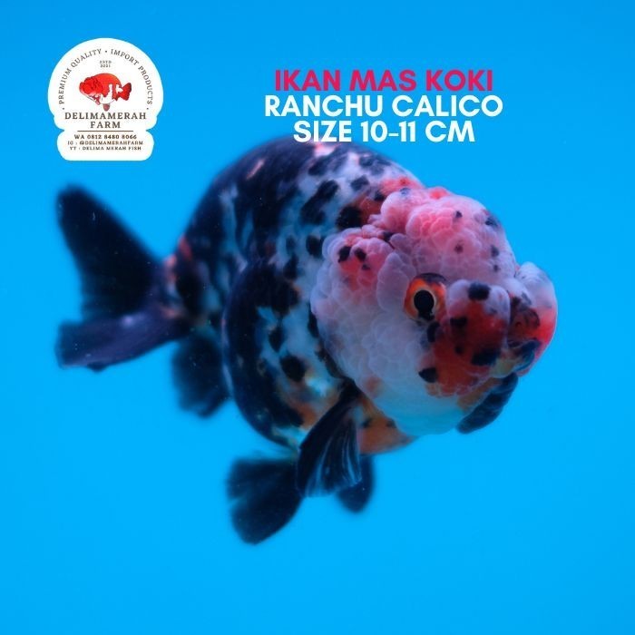 MAS KOKI RANCHU CALICO BLUEBASE SIZE 9 CM BEST QUALITY BERGARANSI