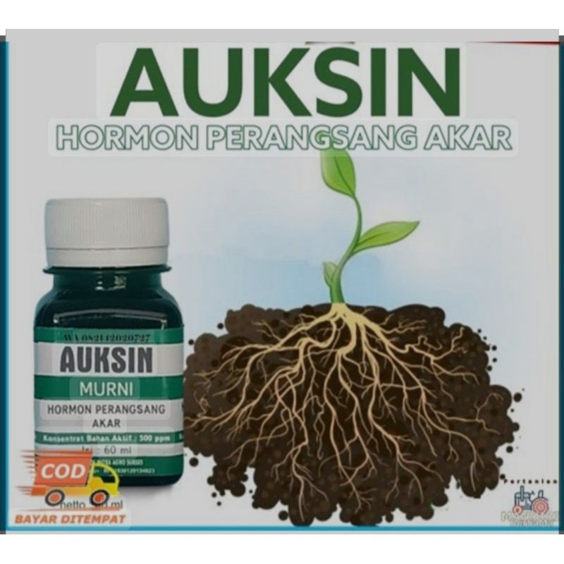 Auksin 60ml