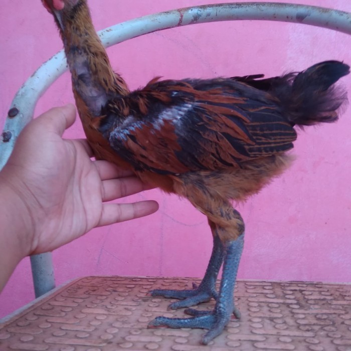 Anakan Ayam Pelung Jumbo Usia 2Bulan