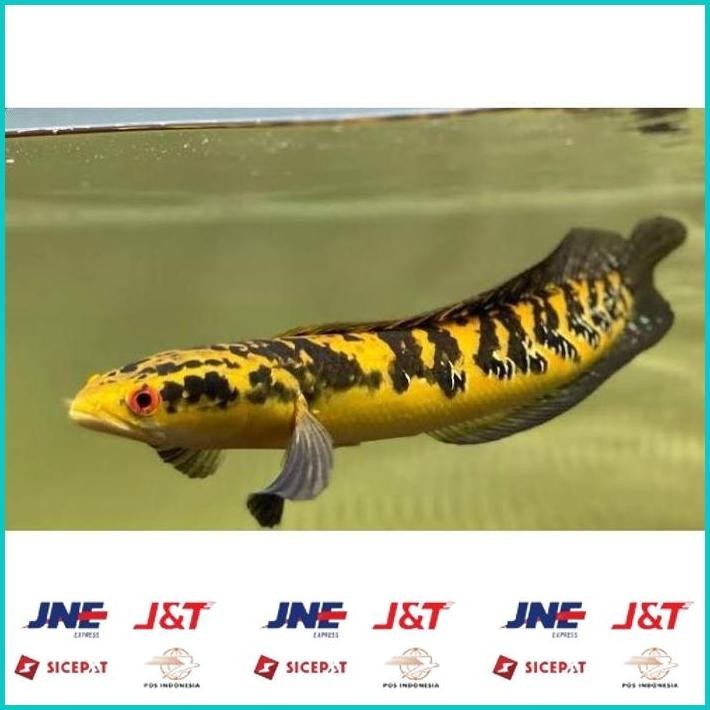 BISMILLAH [PRODUK HLSMF] (COD) IKAN CHANNA 9-10 CM MARU YELLOW CENTARUM (RED EYE) YS. HBD ALISUP