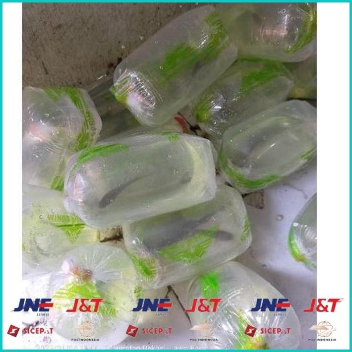 BISMILLAH [PRODUK HLSMF] (COD) IKAN CHANNA 9-10 CM MARU YELLOW CENTARUM (RED EYE) YS. HBD ALISUP