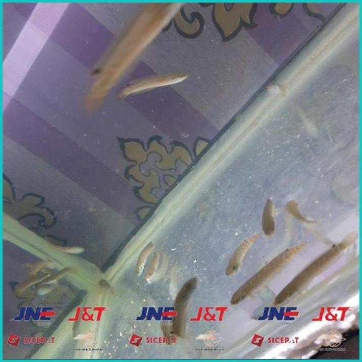 

BISMILLAH IKAN CHANNA BLEHERI ALISUP
