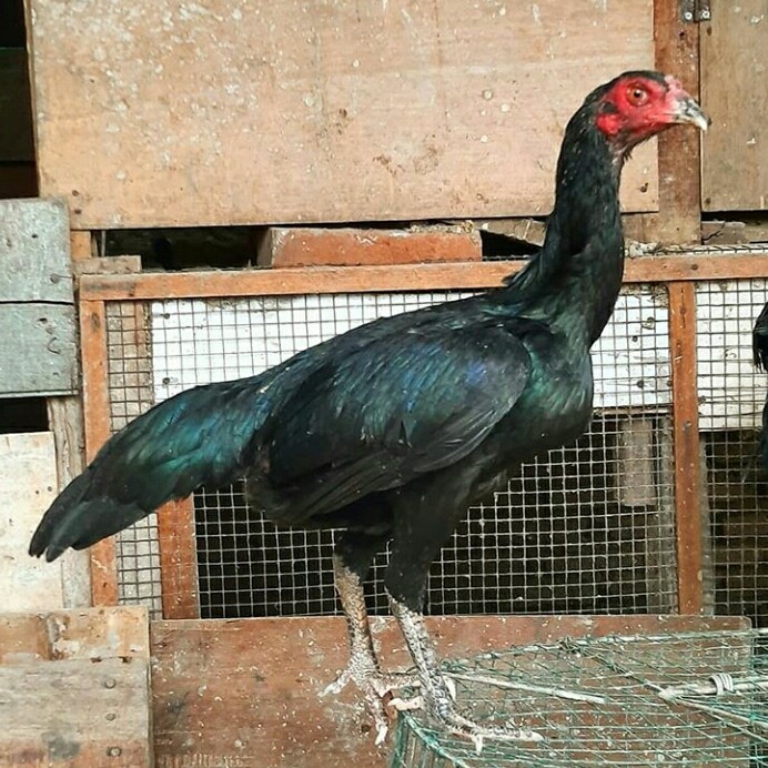 Ready Ayam Kampung Hidup Betina Size Indukan