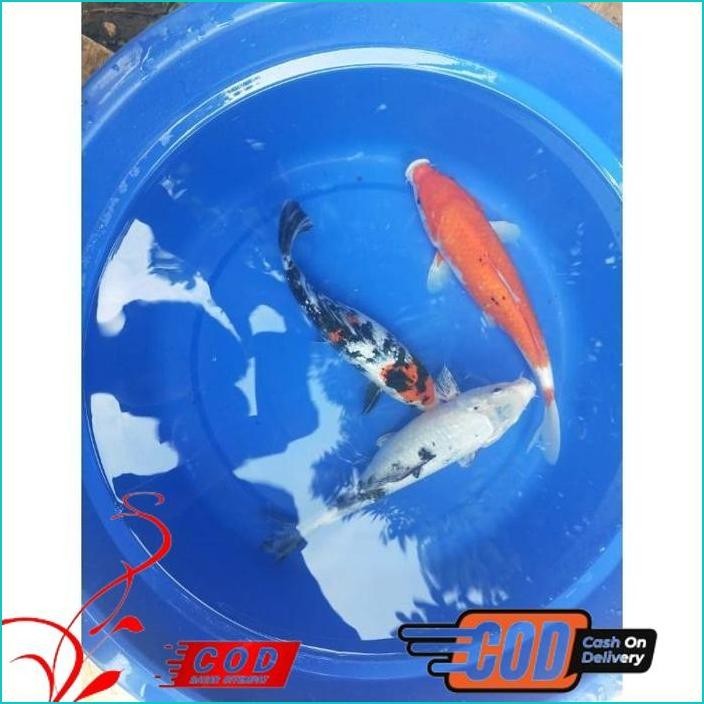 BISMILLAH IKAN KOI 30CM GRADE A WARNA PILIHAN ALISUP