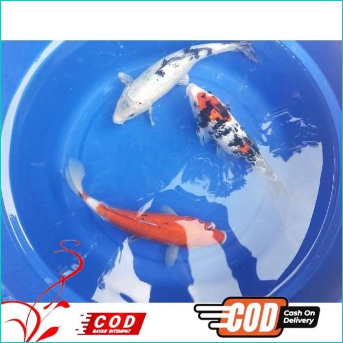 BISMILLAH IKAN KOI 30CM GRADE A WARNA PILIHAN ALISUP