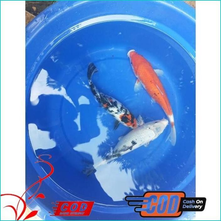 BISMILLAH IKAN KOI 30CM GRADE A WARNA PILIHAN ALISUP