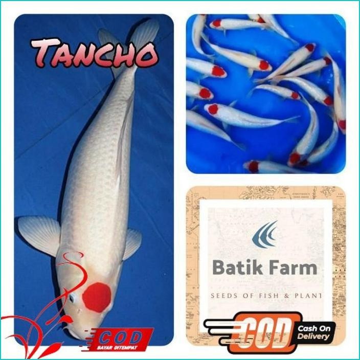 BISMILLAH IKAN KOI TANCHO - KOI TANCHO ORIGINAL - TANCHO - IKAN KOI BLITAR - KOI ALISUP