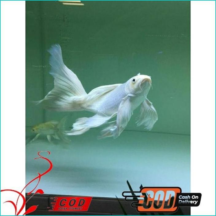 

BISMILLAH PAKET 5 IKAN KOI PLATINUM SLAYER BERKUALITAS GRADE A+ ALISUP