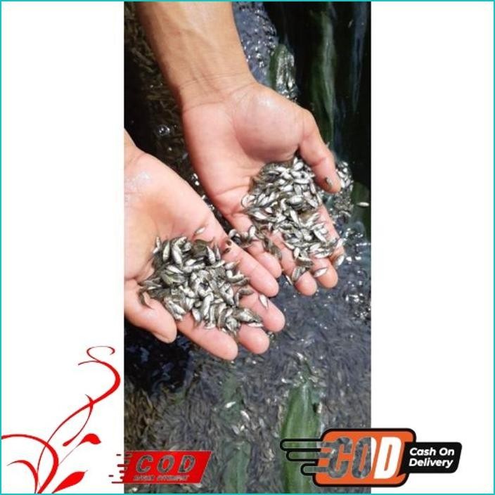 

BISMILLAH IKAN NILA HITAM NIRWANA UKURAN 2-3 CM / PAKET / 200 EKOR ALISUP