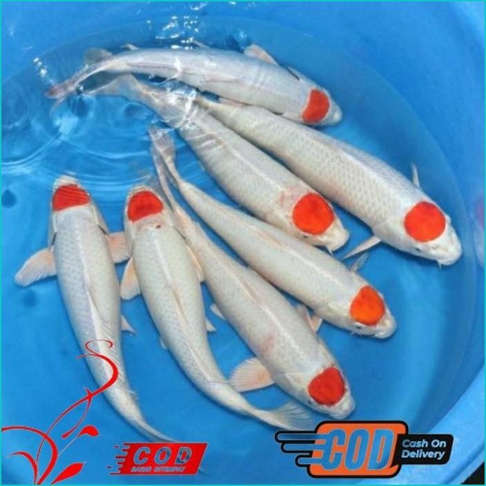 

BISMILLAH KOI TANCHO GRADE A UKURAN 20-22CM ALISUP