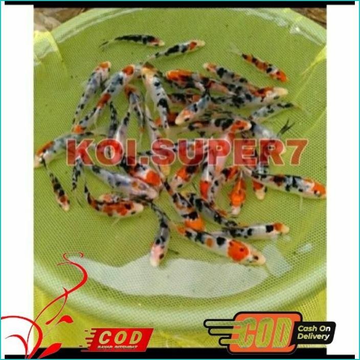 

BISMILLAH PAKET 5 EKOR BIBIT KOI SHOWA GRADE A UKURAN 10-13CM ALISUP