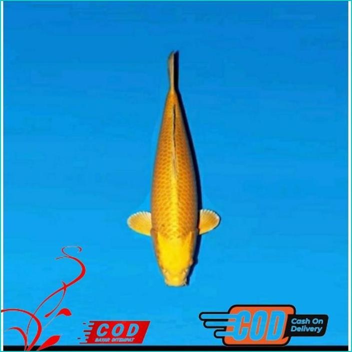 

BISMILLAH PAKET 3 EKOR KOI SLAYER GRADE A UKURAN 15-20CM ALISUP