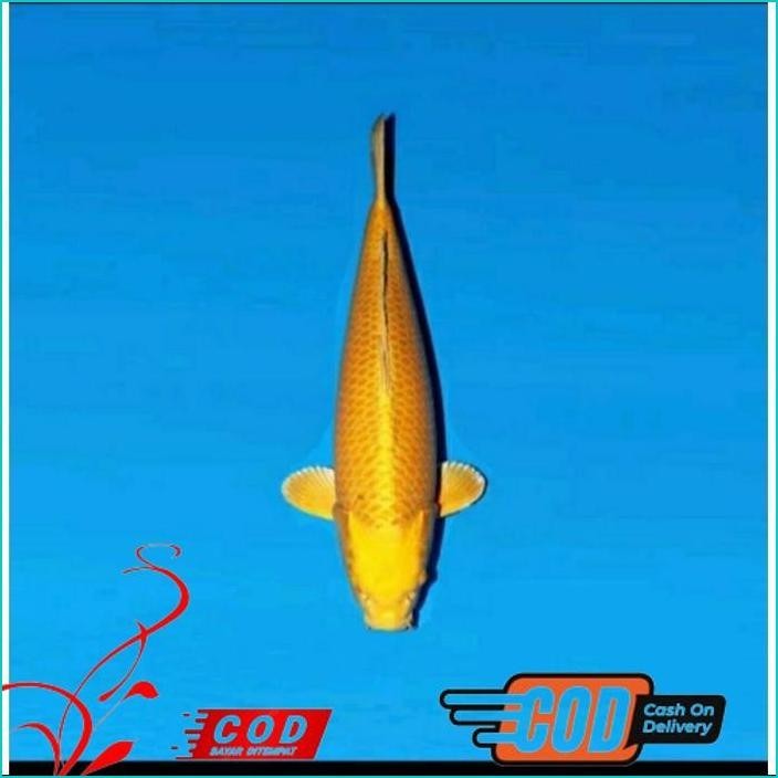 

BISMILLAH PAKET 3 EKOR KOI SLAYER GRADE A UKURAN 15-20CM ALISUP