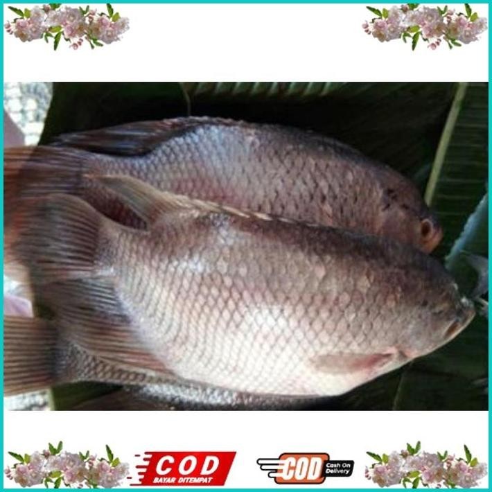 

BISMILLAH ANEKA IKAN SEGAR 1KG [PASAR BLIMBING MALANG] ALISUP