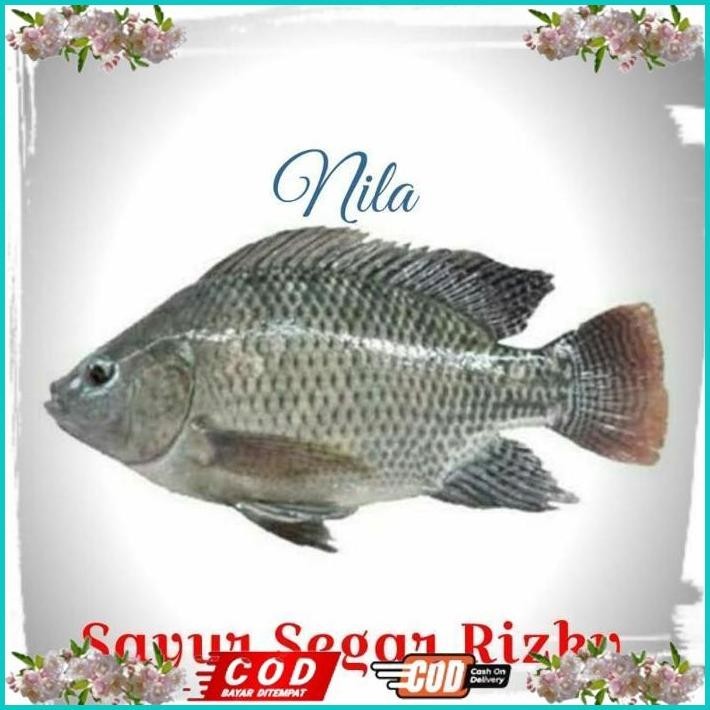 

BISMILLAH IKAN NILA 1KG ALISUP
