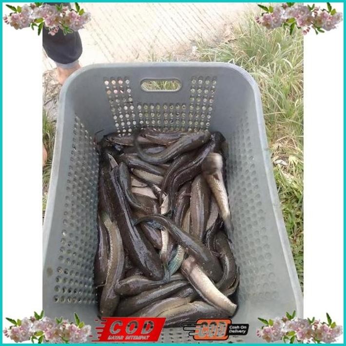 

BISMILLAH IKAN GABUS SEDANG ALISUP