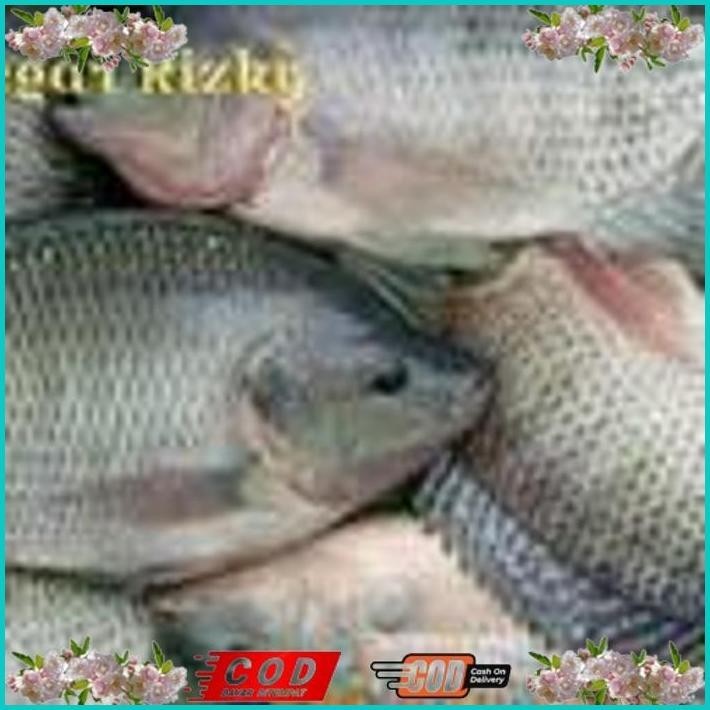 

BISMILLAH IKAN NILA 1KG ALISUP