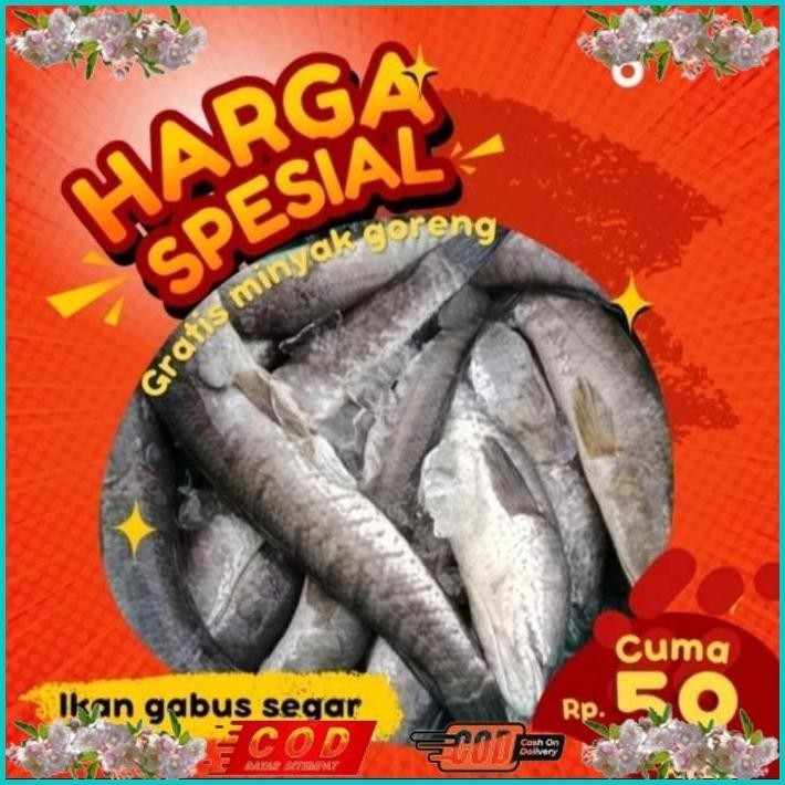 

BISMILLAH IKAN GABUS SEGAR 1KG (BUKAN FROZEN) FREE DIBERSIHKAN GRATIS MINYAK GORENG 1LITER ALISUP