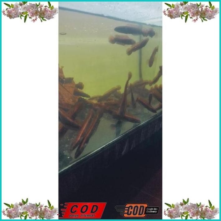 

BISMILLAH (SEAFOOD) RED SAMPIT SP LEMPUYANG GRADE A+++ ALISUP