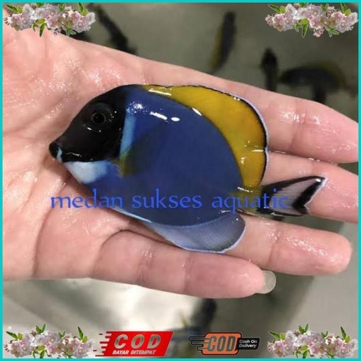 BISMILLAH BOTANA BIRU / BOBI / POWDER BLUE TANG / IKAN HIAS AIR LAUT ALISUP