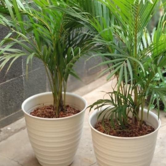 Pot Pirus 30 Cm/Pot Putih/ Pot Plastik