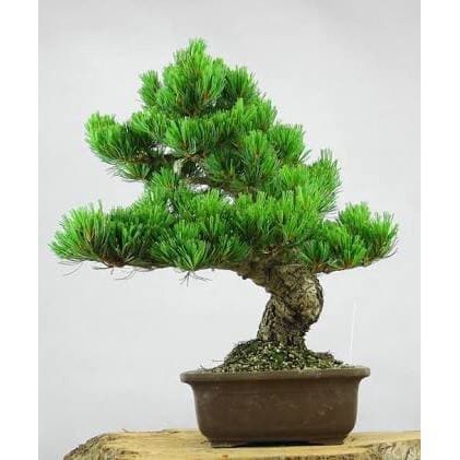 New biji bibit benih bonsai pinus