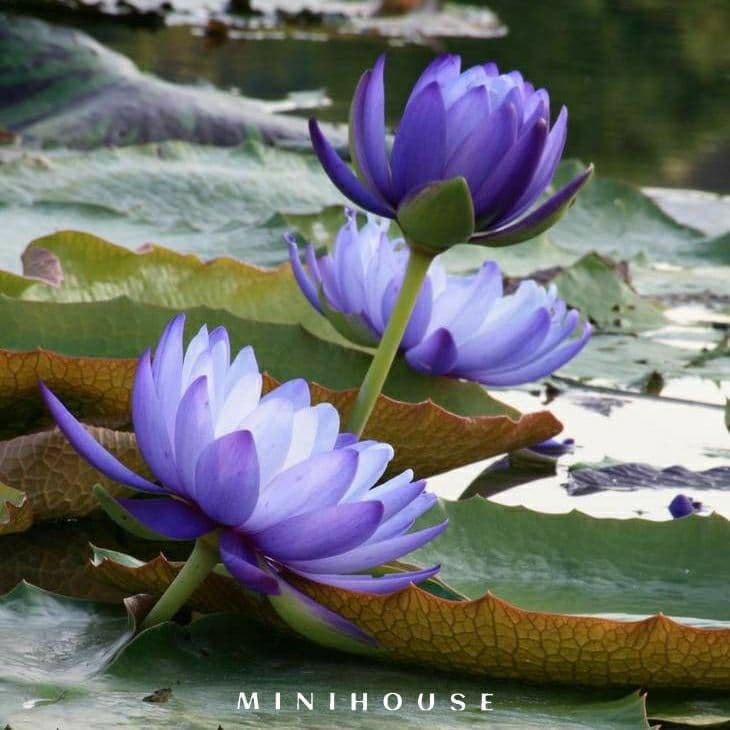 BENIH BIBIT BIJI LOTUS TERATAI AIR IMPORT